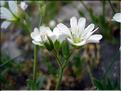 Cerastium_alp9212