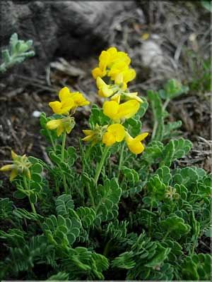 Coronilla_minima9238