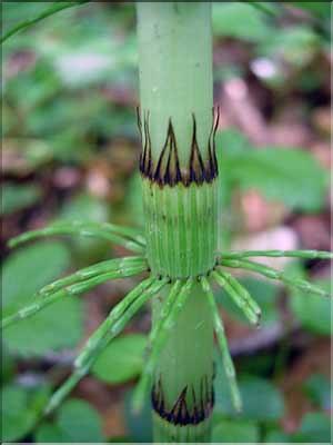 Equisetum_telmateia9277