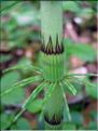 Equisetum_telmateia9277