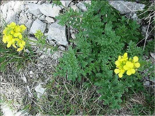 Erucastrum_nastur6207