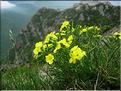 Erysimum9239