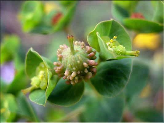 Euphorbia_duvalii6171