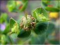 Euphorbia_duvalii6171