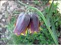 Fritillaria_nigra6218