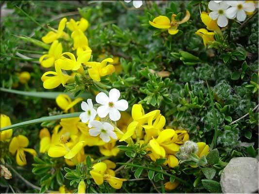Genista9231