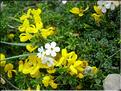 Genista9231