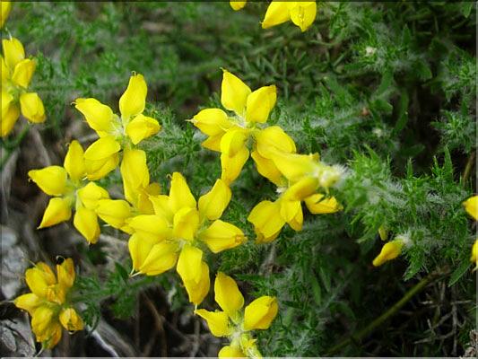 Genista_hispanica6170
