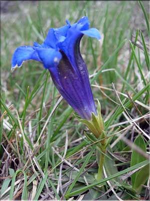Gentiana_acaulis9242