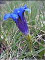 Gentiana_acaulis9242