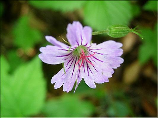Geranium_nodosum9289