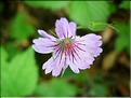 Geranium_nodosum9289