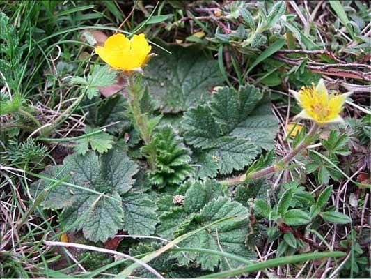 Geum_montanum9168