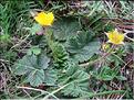 Geum_montanum9168