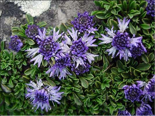 Globularia_nana9244