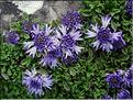 Globularia_nana9244
