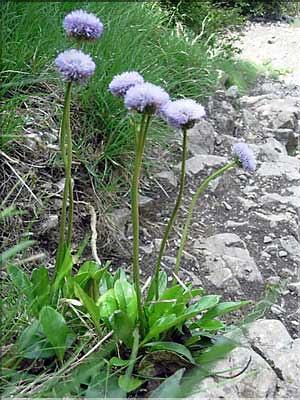 globularia_nudicaulis6247