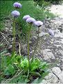 globularia_nudicaulis6247