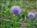 Globularia_vulgMD2414