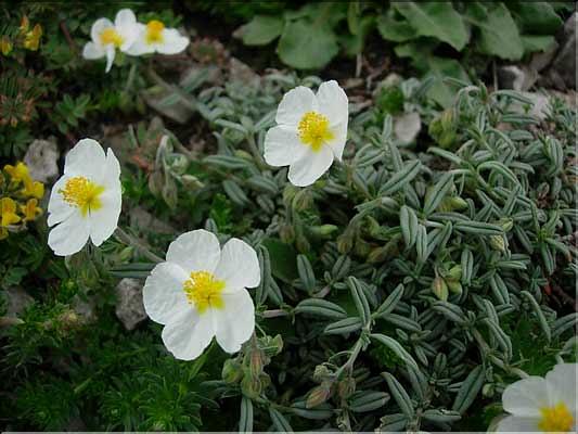 Helianthemum_apenninum9209