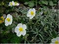 Helianthemum_apenninum9209
