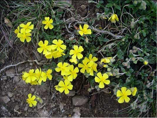 Helianthemum_oelandic_Inc