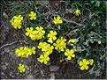 Helianthemum_oelandic_Inc