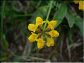 Hippocrepis_comMD2423