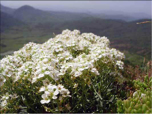 Hormathophylla_spinosa9263