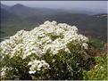 Hormathophylla_spinosa9263