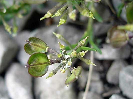 Iberis_saxatilis9215