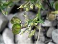 Iberis_saxatilis9215