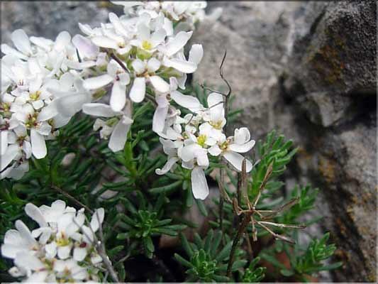 Iberis_saxatilis9236