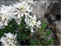 Iberis_saxatilis9236