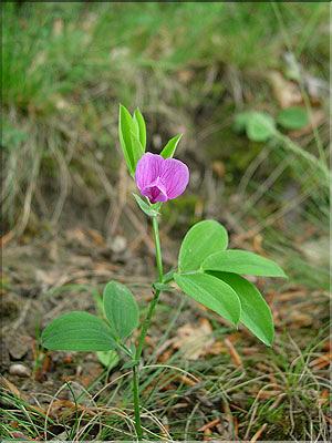 Lathyrus_linifMD2390