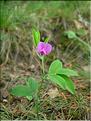 Lathyrus_linifMD2390