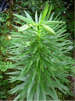 Lilium_pyrenaicum6250