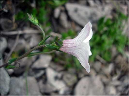 Linum_suffruiticosum9221