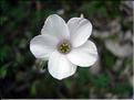 Linum_suffruticosumAdp9