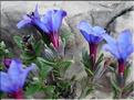 Lithodora_fruticosa9226