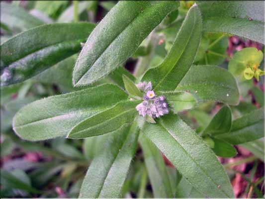 Lithospermum_of9272