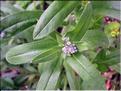 Lithospermum_of9272