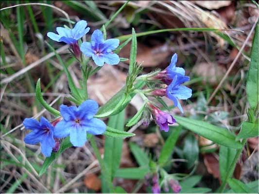 Lithospermum_purpuroc9191