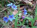 Lithospermum_purpuroc9191