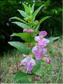 Melittis_melissophyllum9180