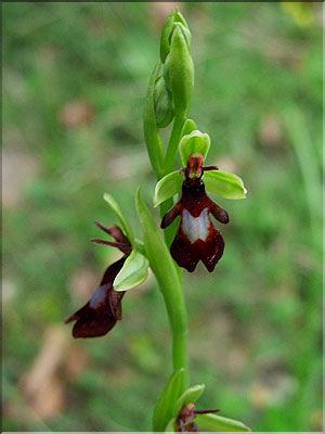 Ophrys_insectMD2427