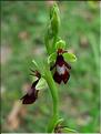 Ophrys_insectMD2427