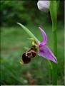 Ophrys_scolopMD2445