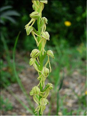 Orchis_anthrMD2412