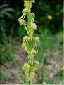 Orchis_anthrMD2412